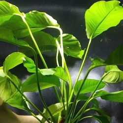 Cây Trầu Bà Đại thủy sinh cho bể cá – cây trang trí hồ cá