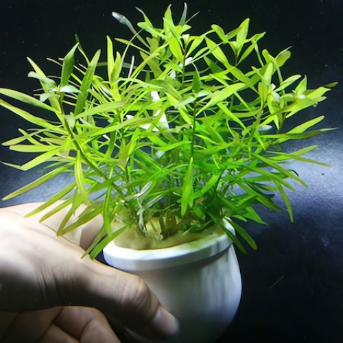 Cây Hoàng Thái Dương thủy sinh cho hồ cá – cây trang trí bể cá