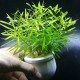 Cây Hoàng Thái Dương thủy sinh cho hồ cá – cây trang trí bể cá
