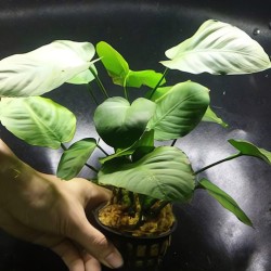 Cây Ráy Cafe thủy sinh cho bể cá – cây trang trí hồ cá đẹp