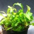 Cây Ráy Lưỡi Hổ thủy sinh cho hồ cá – cây trang trí bể cá