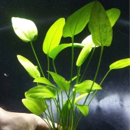 Cây Trầu Cẩm Thạch thủy sinh cho hồ cá – cây trang trí bể cá