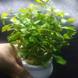 Cây Táo xanh thủy sinh cho bể cá – cây trang trí hồ cá