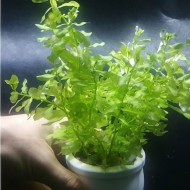 Cây Bá Văn Đinh Hương xanh thủy sinh cho bể cá – cây trang trí hồ cá