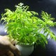 Cây Thủy Cúc thủy sinh cho bể cá – cây trang trí hồ cá Cây Thủy Cúc thủy sinh cho bể cá – cây trang trí hồ cá