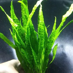 Cây Dương Xỉ lá hẹp thủy sinh cho bể cá – cây trang trí hồ cá