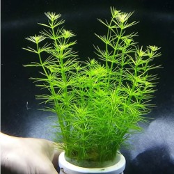 Cây Dừa Gai thủy sinh cho bể cá – cây trang trí hồ cá