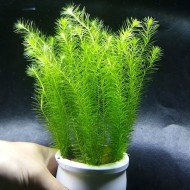 Cây Bạc Đầu Bông thủy sinh trang trí bể cá