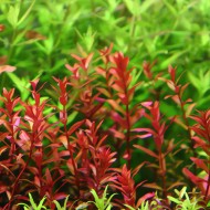 Cây Rotala đỏ thủy sinh cho bể cá