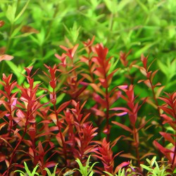 Cây Rotala đỏ thủy sinh cho bể cá