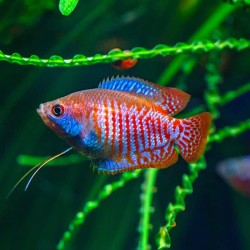 Cá Sặc Gấm cảnh đẹp cho hồ thủy sinh