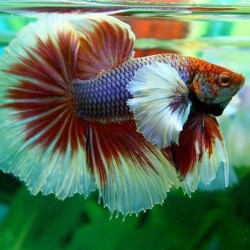 Cá Betta Halfmoon cảnh đẹp cho hồ cá