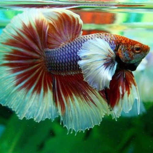 Cá Betta Halfmoon cảnh đẹp cho hồ cá