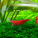 Aquascape
